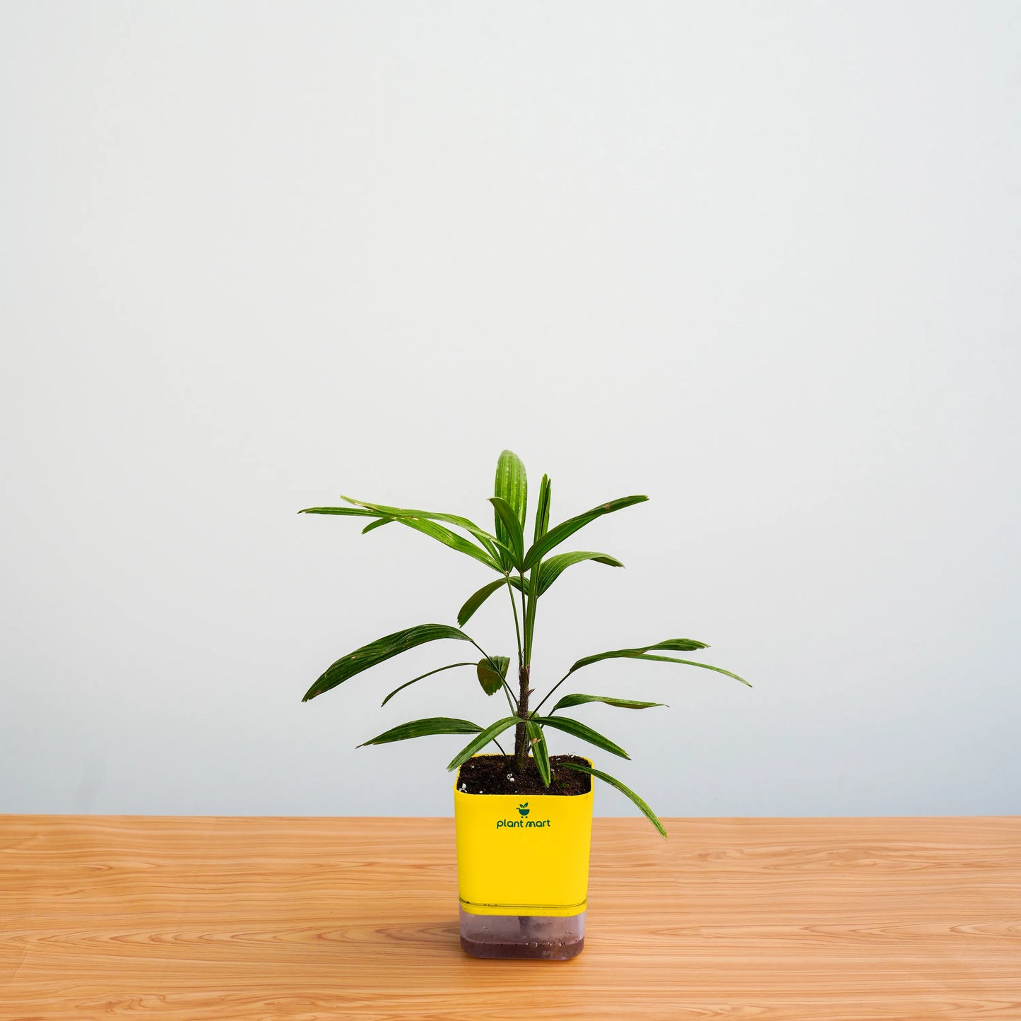 Small potted plant with a yellow pot on a wooden surface against a light gray background