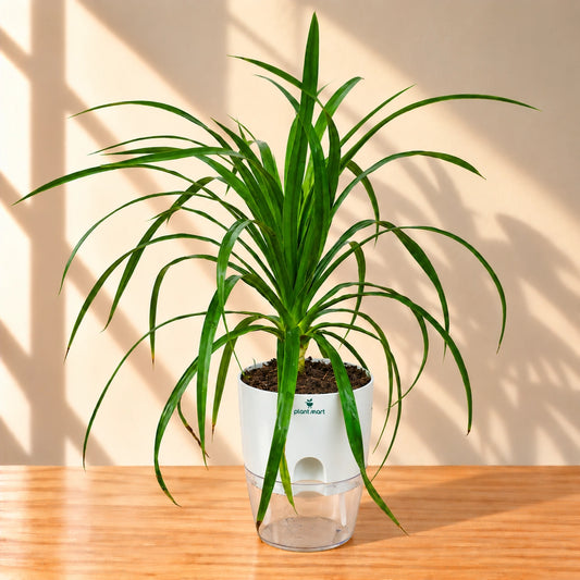 Dracaena Marginata Dragon Tree Plant