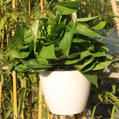 Lazy Hanging Pot - Self-Watering Wall Planter