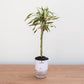 Potted plant on a wooden surface with a white background