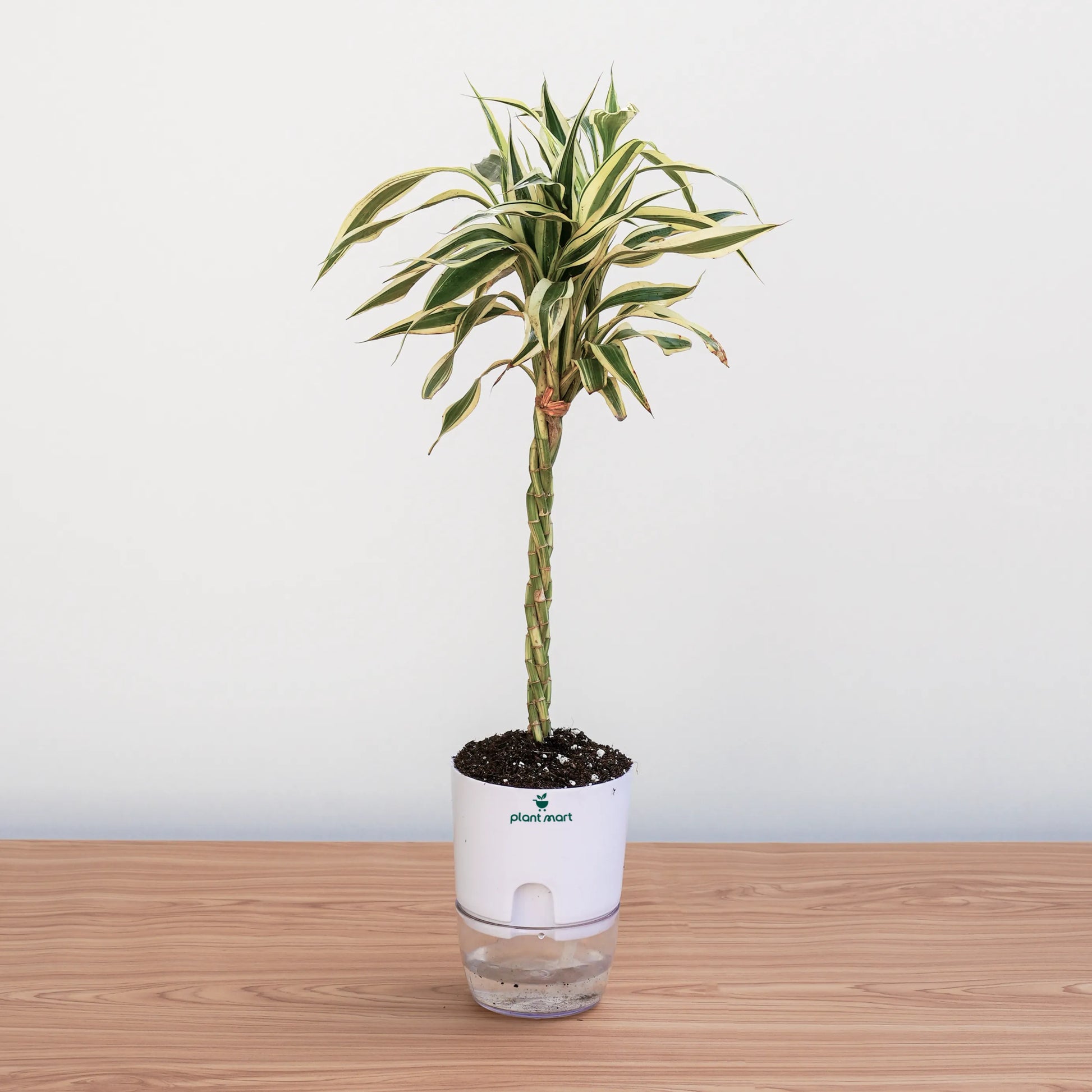 Potted plant on a wooden surface with a white background