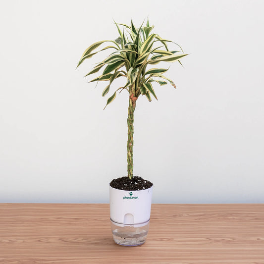 Potted plant on a wooden surface with a white background