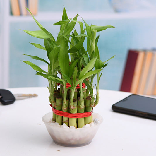 Bamboo plant in a pot on a desk with a blurred background
