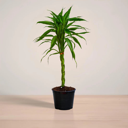 Potted plant on a reflective surface with a neutral background