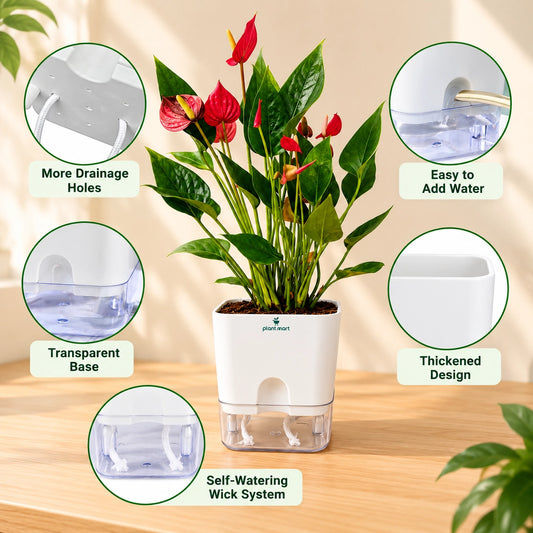 Hydro Square Magnetic Planter