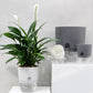 Self-Watering Plant Pot with Transparent Water Reservoir - PlantMart.pk