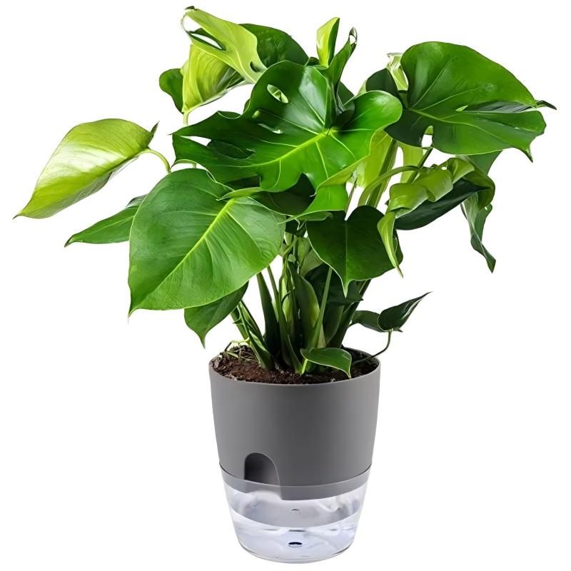 Self-Watering Plant Pot with Transparent Water Reservoir - PlantMart.pk