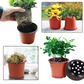 Classic Nursery Pot