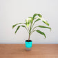 Potted plant with a blue pot on a wooden surface against a light gray background