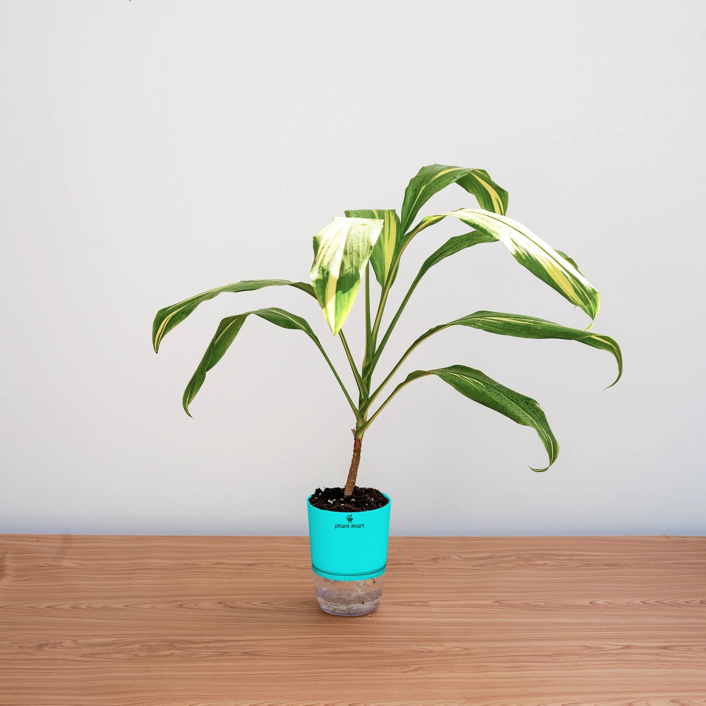 Potted plant with a blue pot on a wooden surface against a light gray background