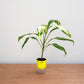 Potted plant with a yellow label on a wooden surface against a light gray background