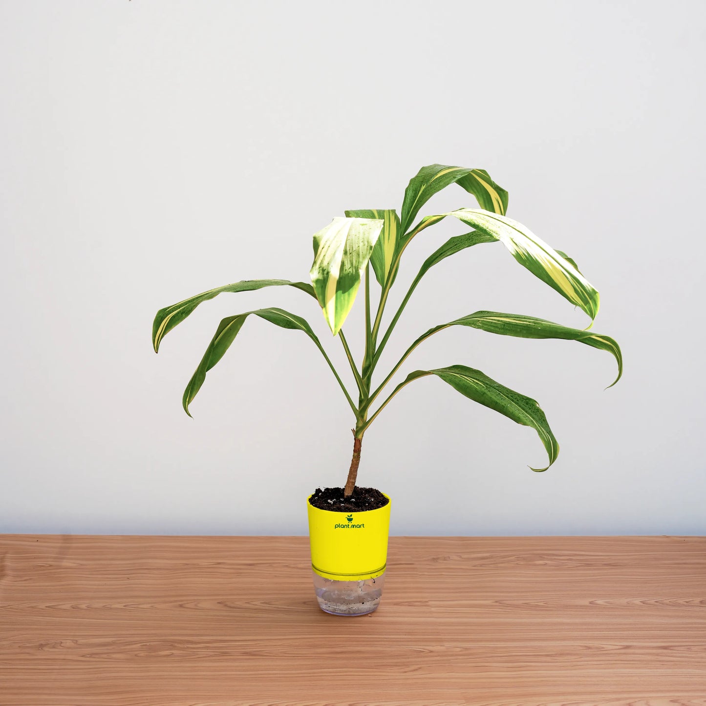 Potted plant with a yellow label on a wooden surface against a light gray background