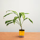 Potted plant with yellow pot on a wooden surface against a light gray background
