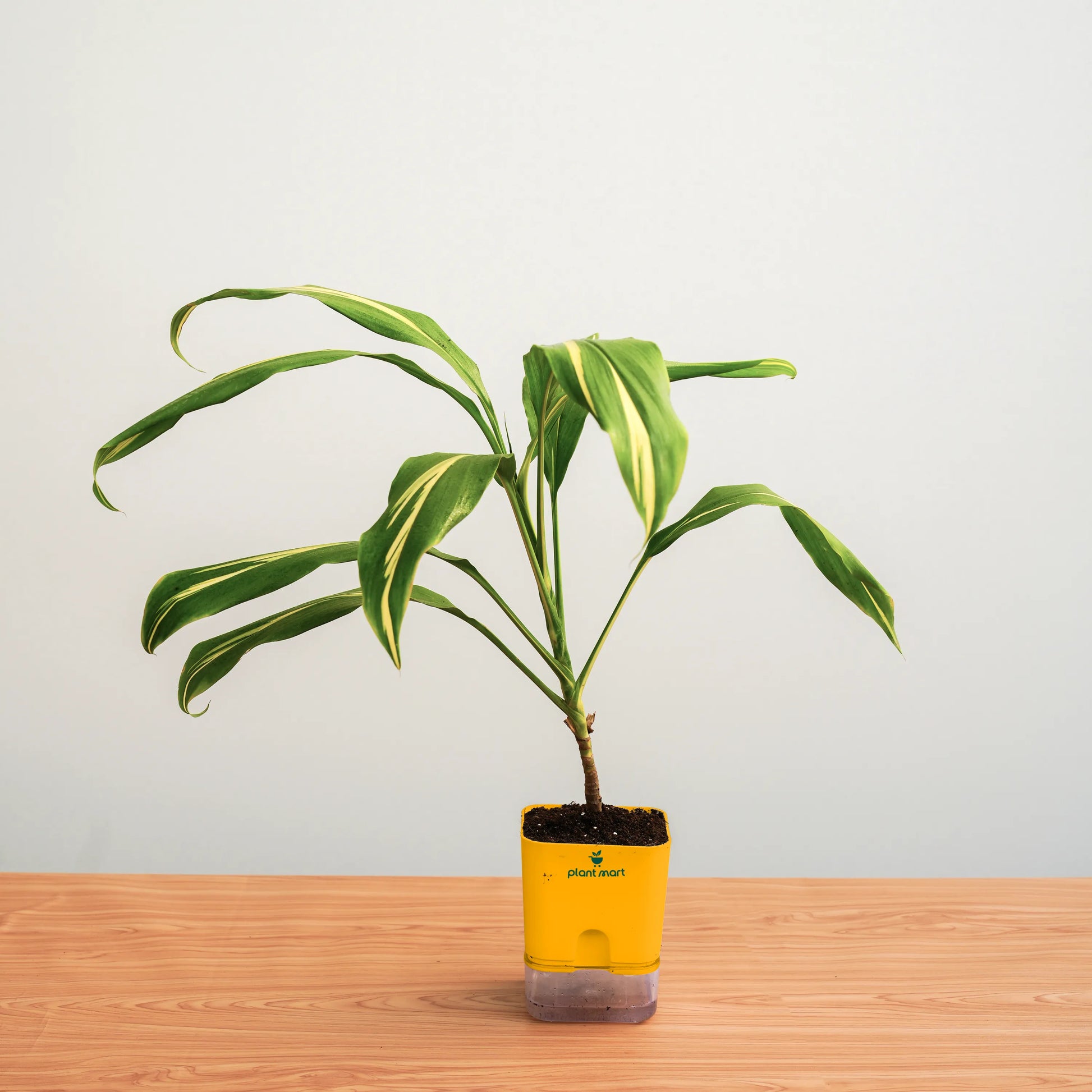 Potted plant with yellow pot on a wooden surface against a light gray background