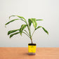 Potted plant with a yellow container on a wooden surface