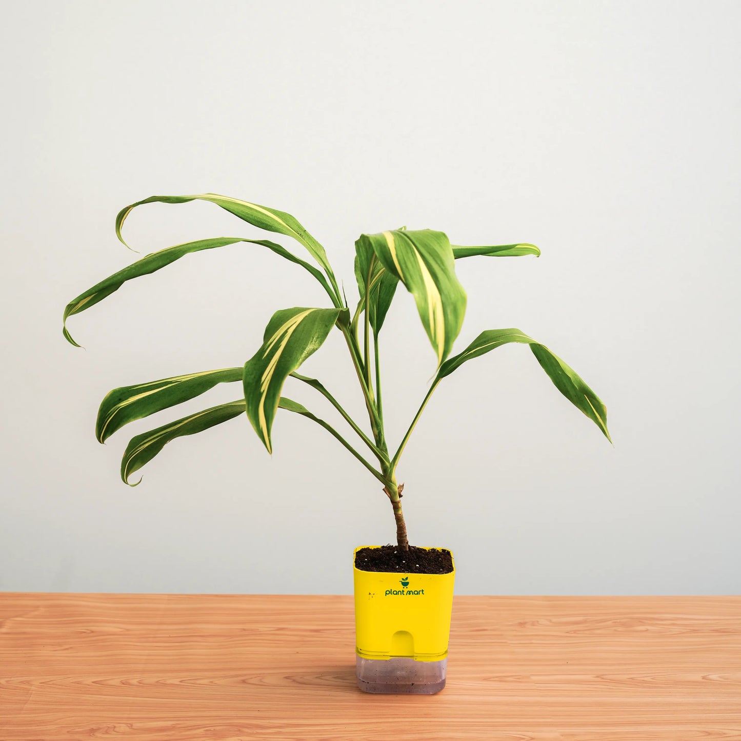 Potted plant with a yellow container on a wooden surface