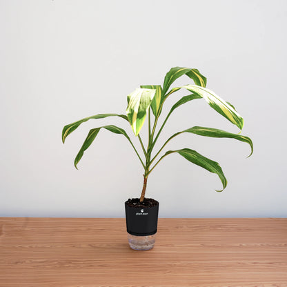 Potted plant on a wooden surface with a plain background