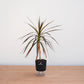 Potted plant on a wooden surface with a white background