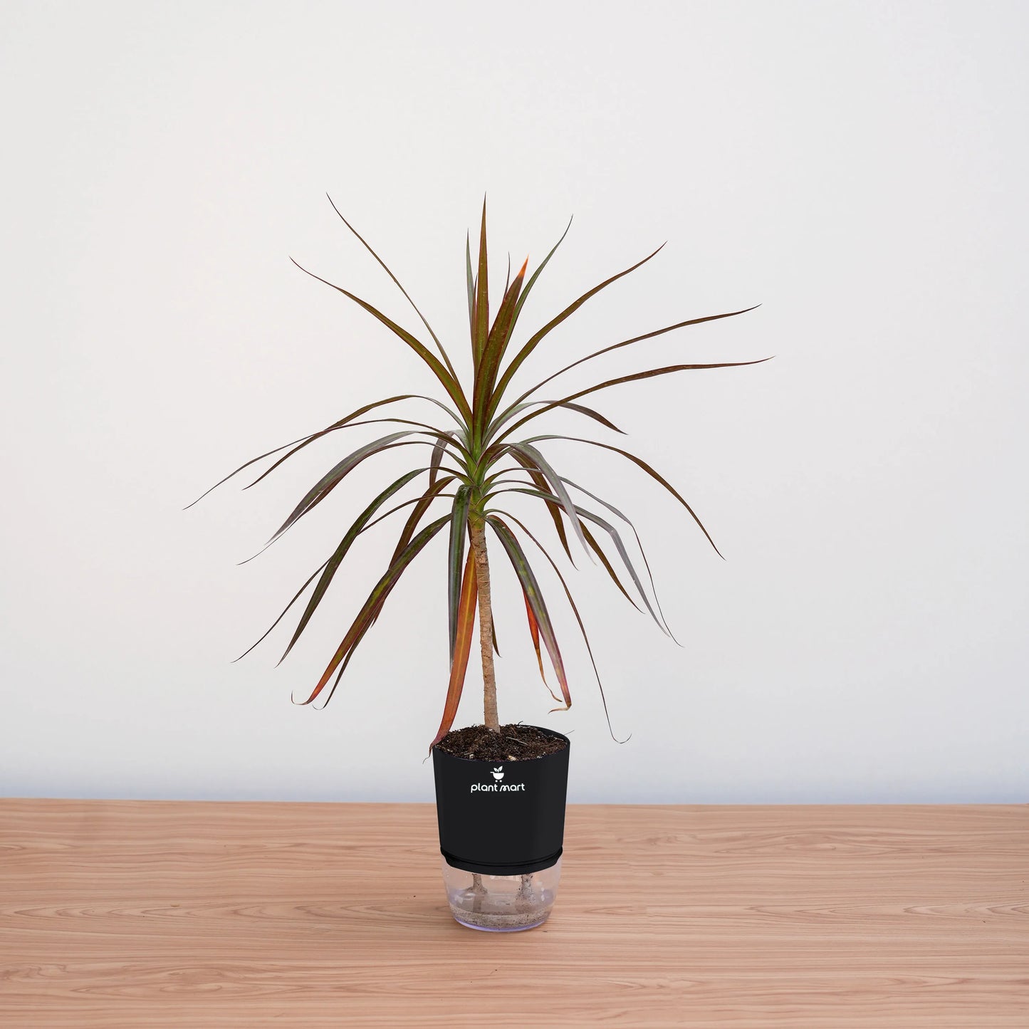Potted plant on a wooden surface with a white background