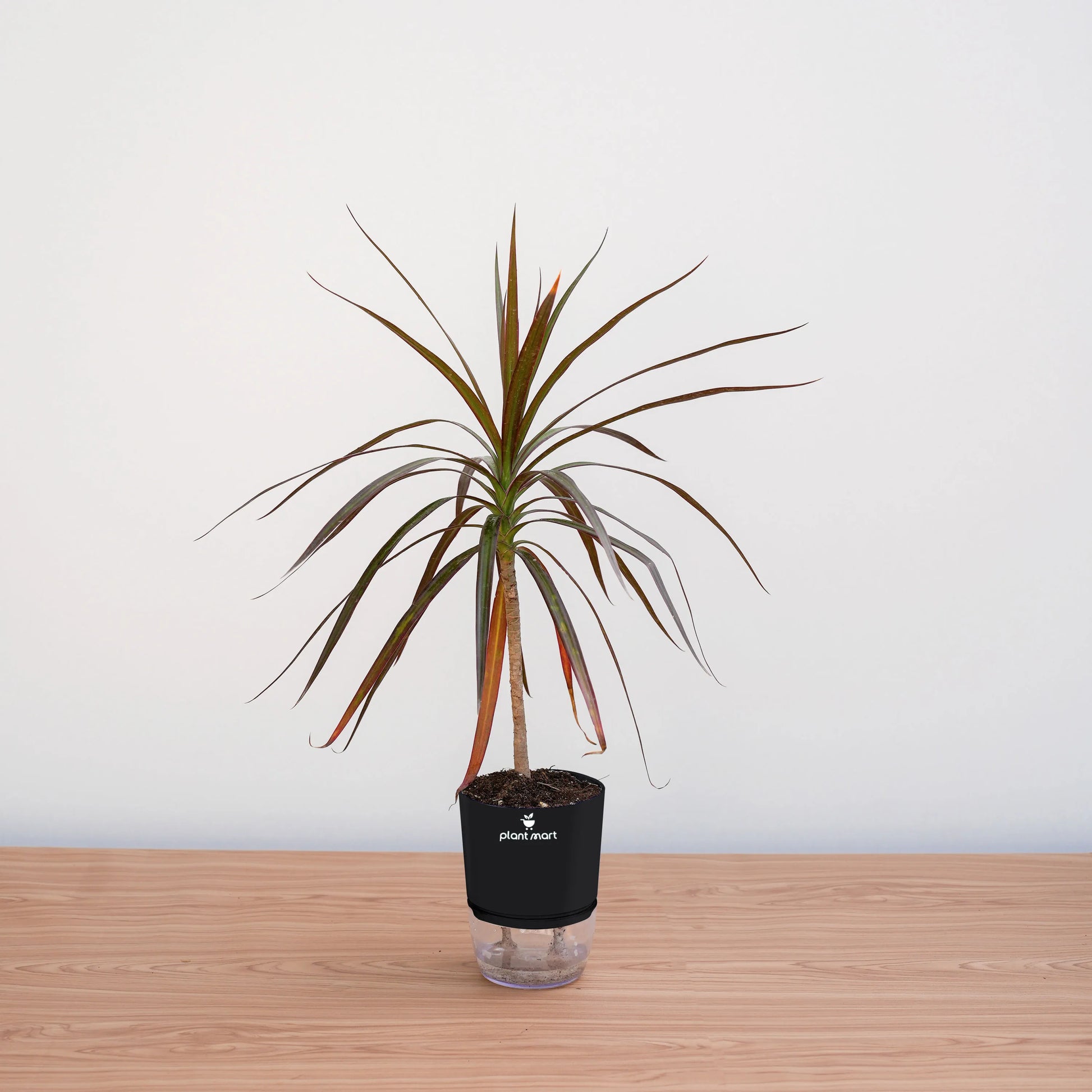 Potted plant on a wooden surface with a white background