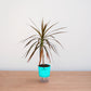 Potted plant with a turquoise pot on a wooden surface against a white wall