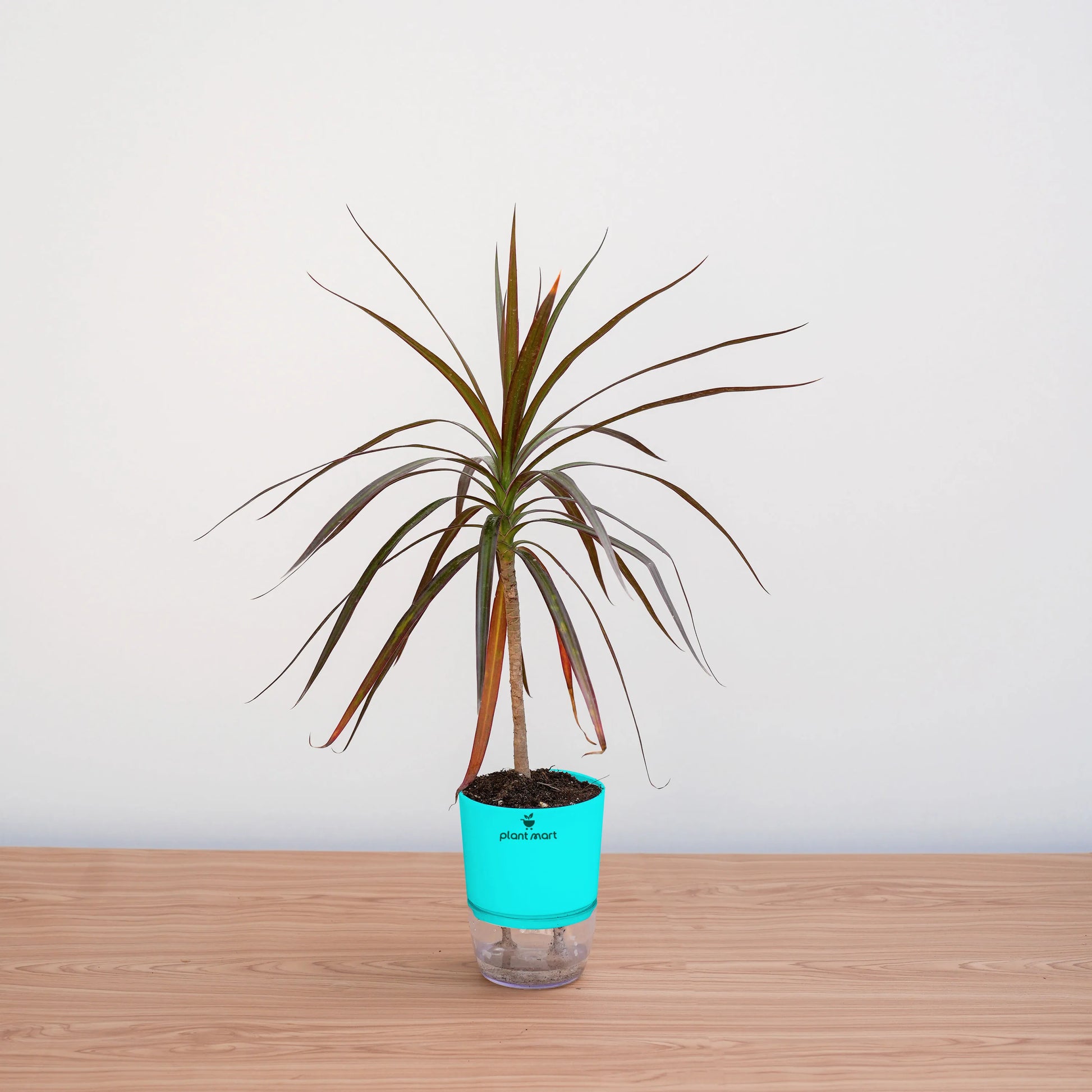 Potted plant with a turquoise pot on a wooden surface against a white wall