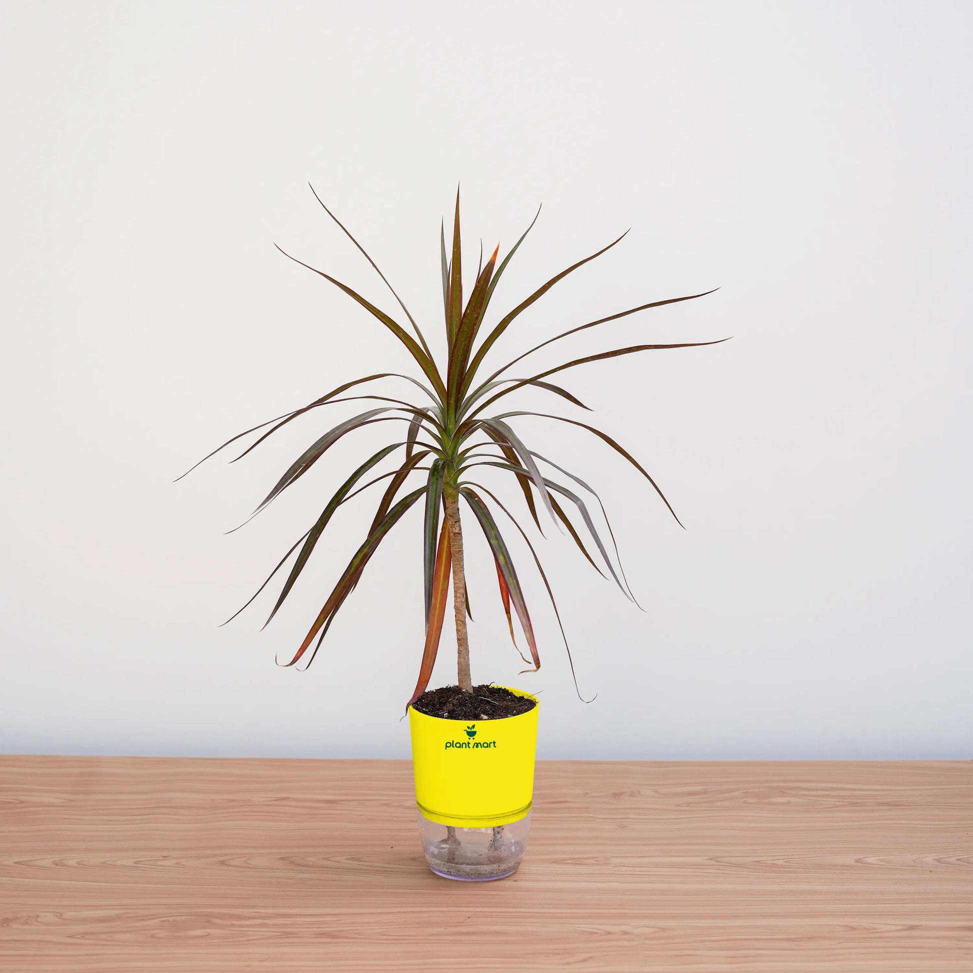 Potted plant with a yellow sleeve on a wooden surface against a white background