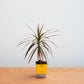 Potted plant with a yellow container on a wooden surface against a light gray background