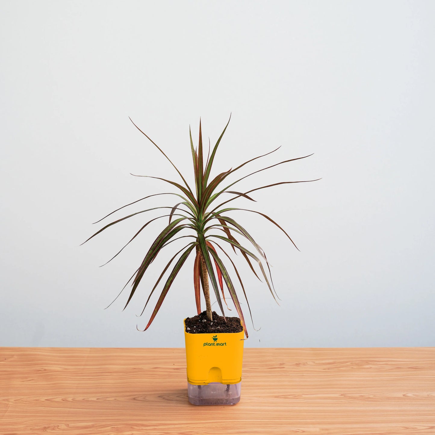 Potted plant with a yellow container on a wooden surface against a light gray background