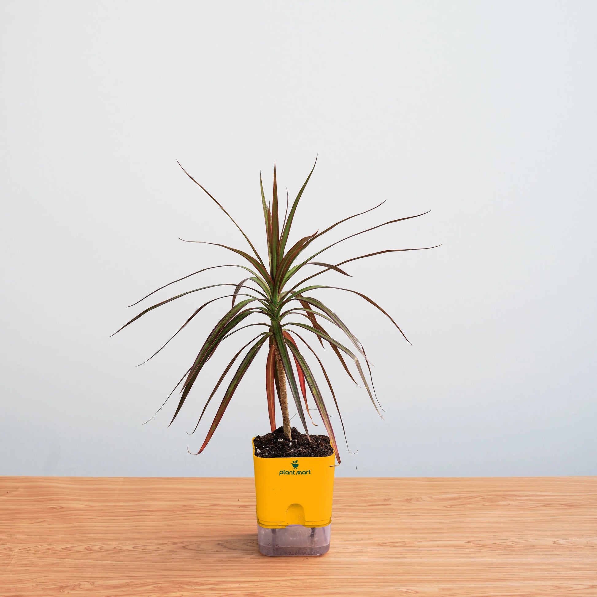 Potted plant with a yellow container on a wooden surface against a light gray background