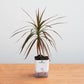 Potted plant with a white container on a wooden surface
