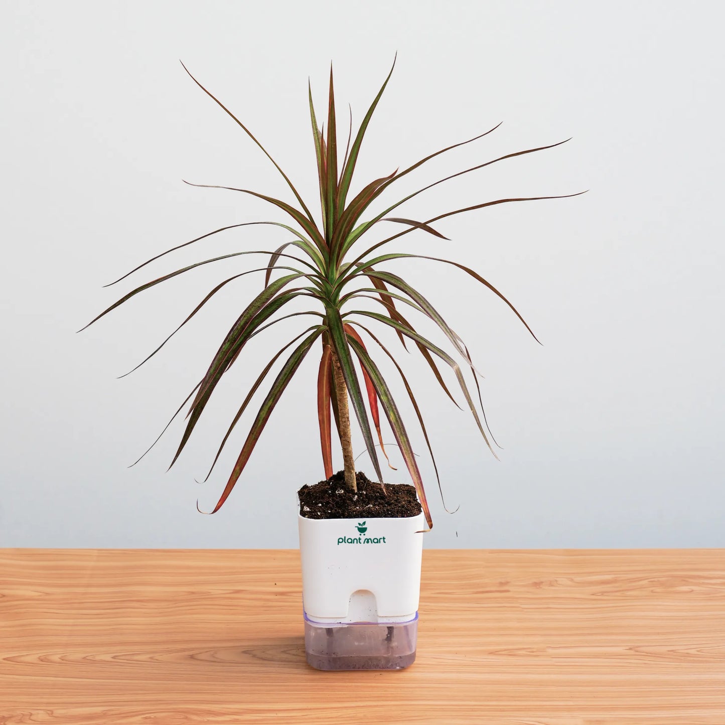 Potted plant with a white container on a wooden surface
