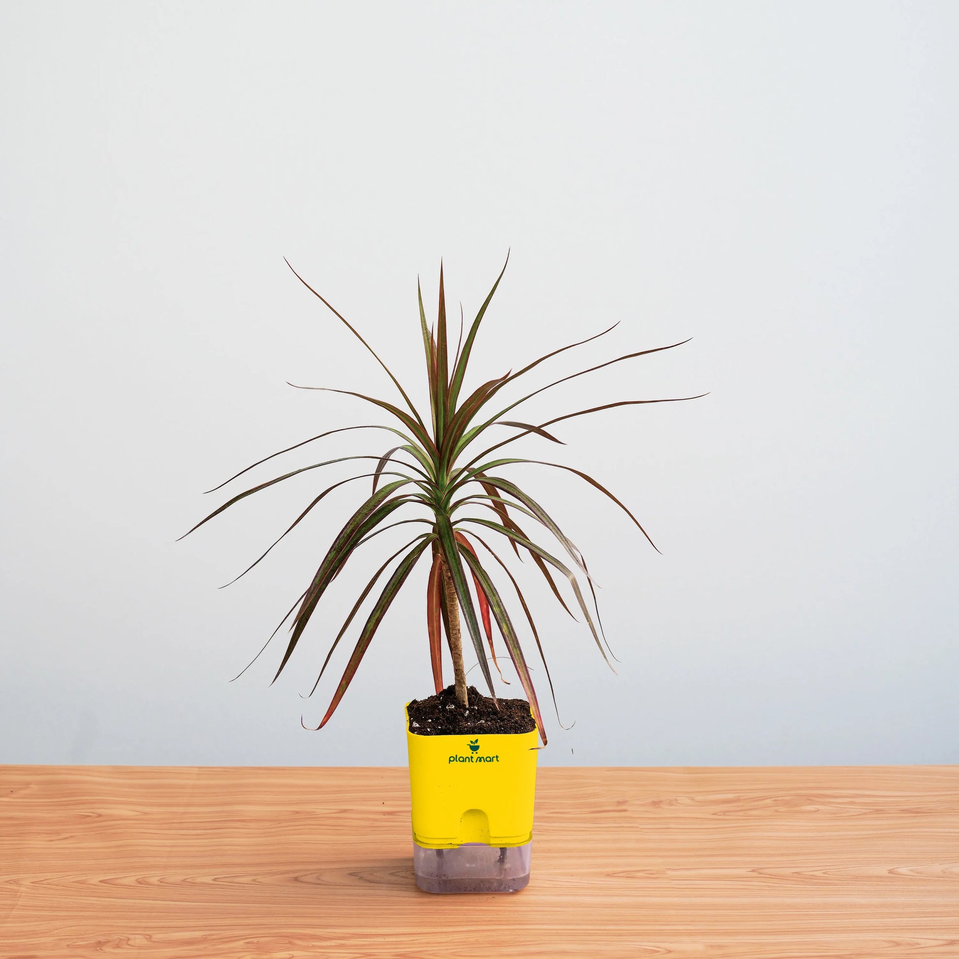 Potted plant in a yellow container on a wooden surface with a light gray background
