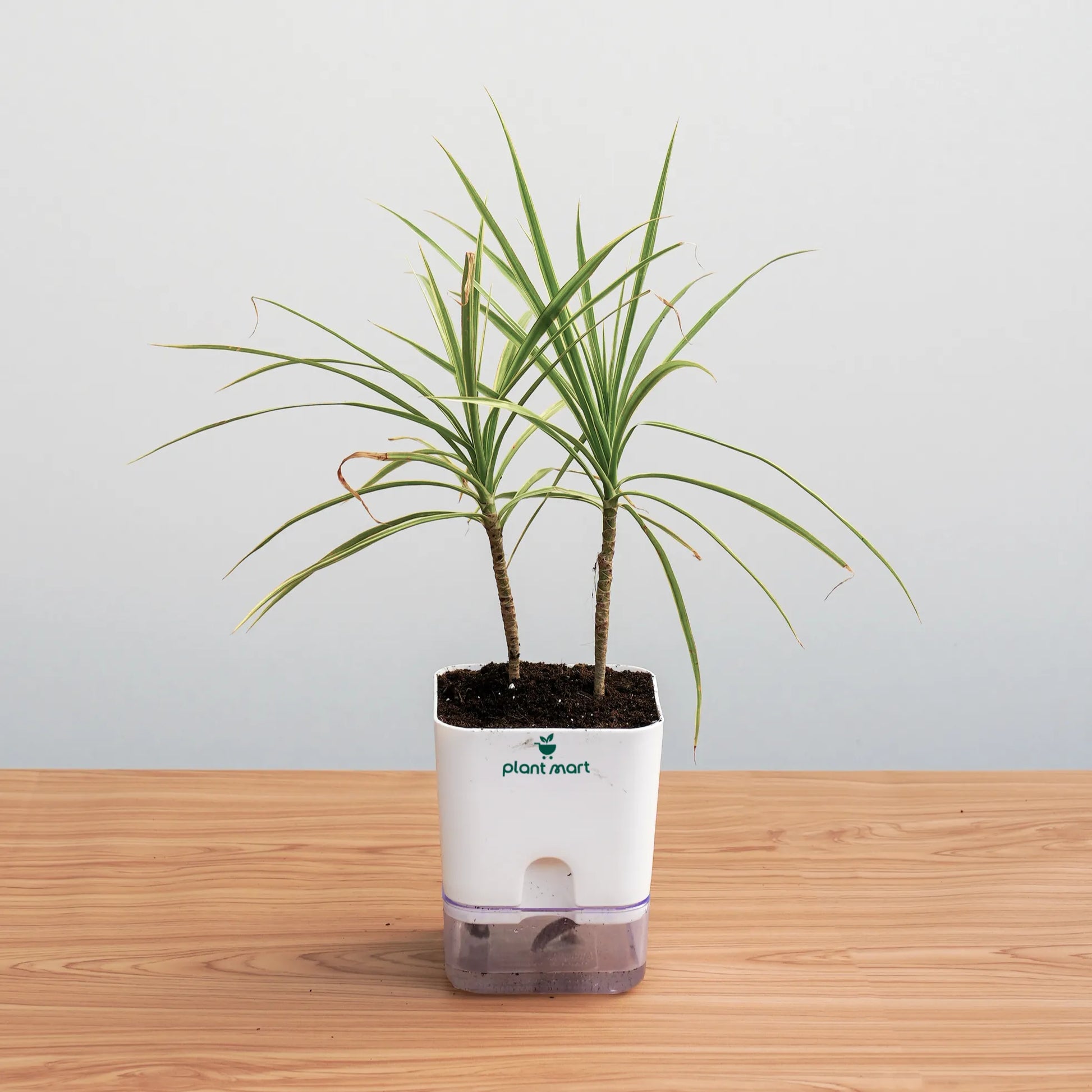Potted plant on a wooden surface with a light gray background