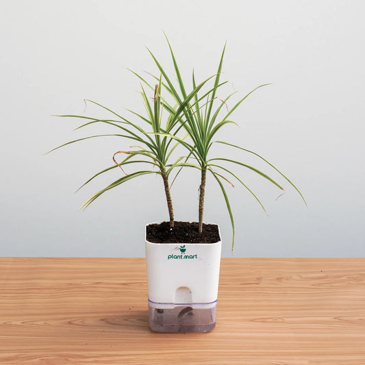 Potted plant on a wooden surface with a light gray background