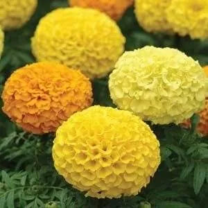 marigold-f1-hybrid