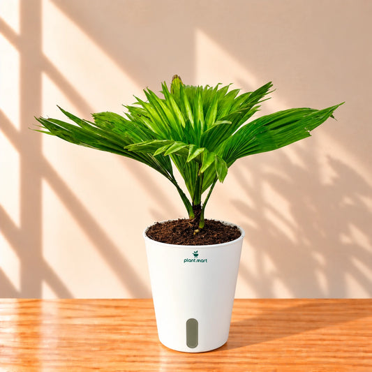 Chinese fan palm Livistona chinensis plant in pot – PlantMart.pk
