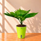 Chinese fan palm Livistona chinensis plant in pot – PlantMart.pk