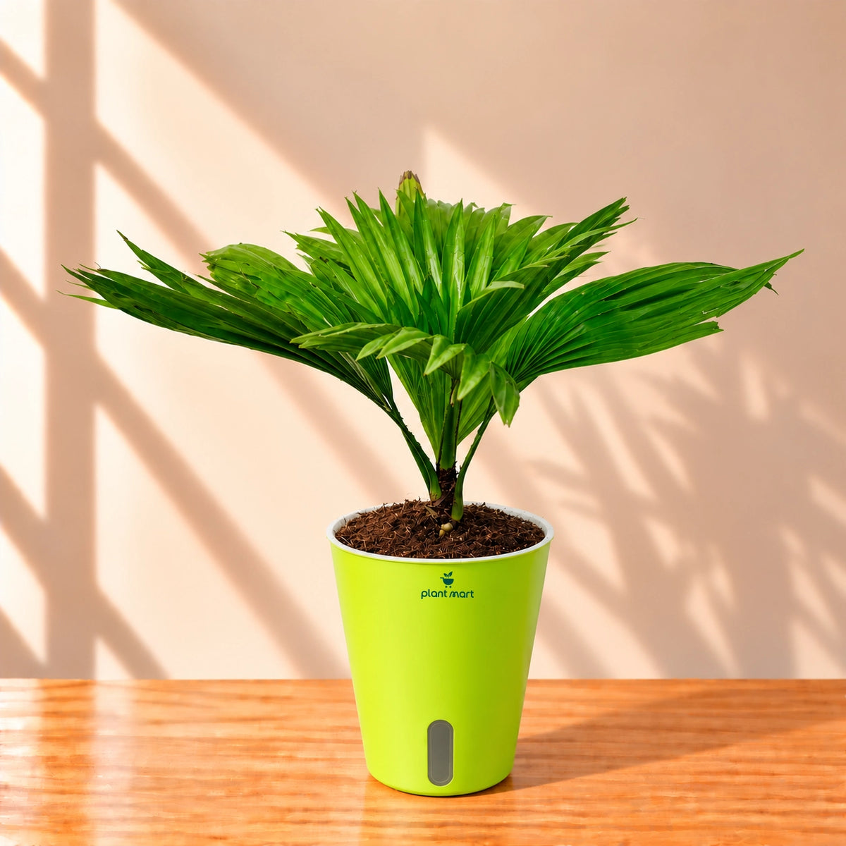Chinese fan palm Livistona chinensis plant in pot – PlantMart.pk