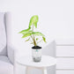 Syngonium Multicolor – Green White Indoor Plant - PlantMart.pk