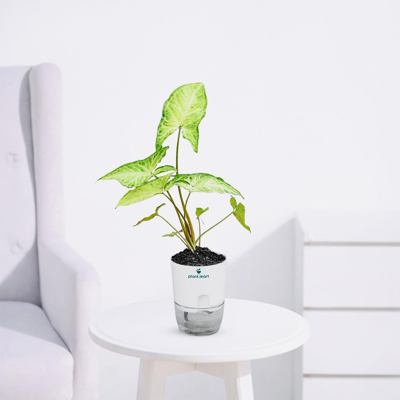 Syngonium Multicolor – Green White Indoor Plant - PlantMart.pk