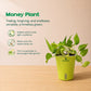 Premium Self-Watering Plant Combo (Bundle of 5) - PlantMart.pk