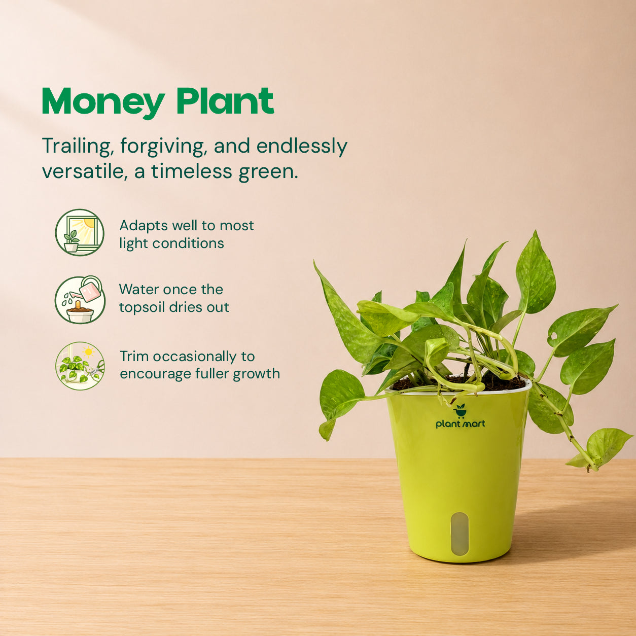 Premium Self-Watering Plant Combo (Bundle of 5) - PlantMart.pk