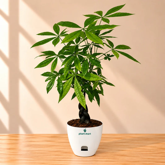 Money Tree – Feng Shui Indoor Prosperity Plant - PlantMart.pk