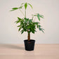 Potted plant on a wooden surface with a plain background