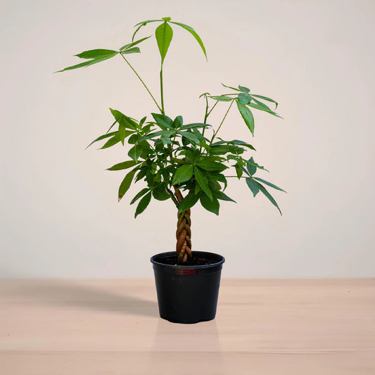 Potted plant on a wooden surface with a plain background