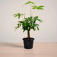 Potted plant on a wooden surface with a plain background