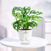 A green monstera plant in a white pot with a clear saucer, displayed on a round white table against a soft, bright indoor background. The pot features the 'plant mart' logo.