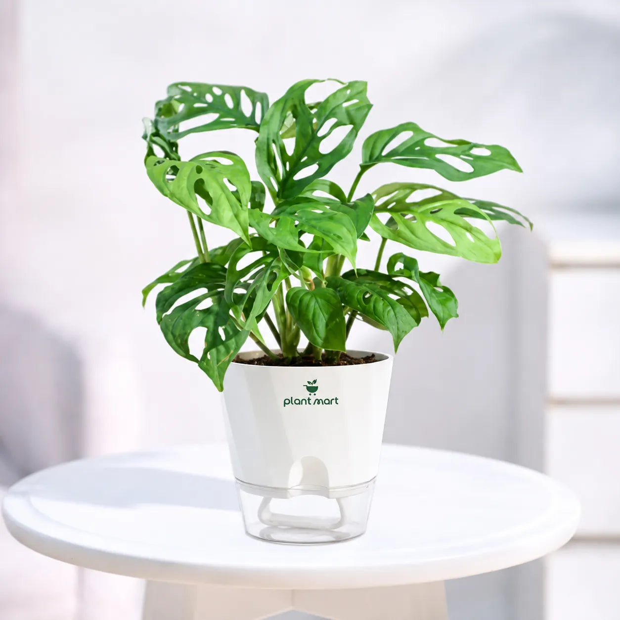 A green monstera plant in a white pot with a clear saucer, displayed on a round white table against a soft, bright indoor background. The pot features the 'plant mart' logo.