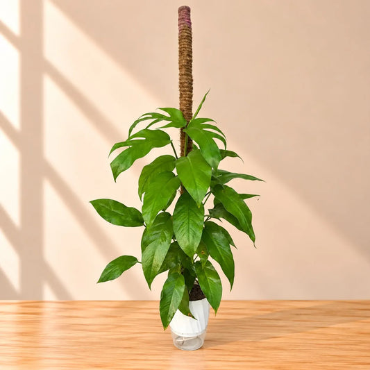 A potted green plant with glossy leaves growing along a tall brown coir trellis, set in a clear glass pot on a wooden table against a warm beige wall with soft window shadow patterns.